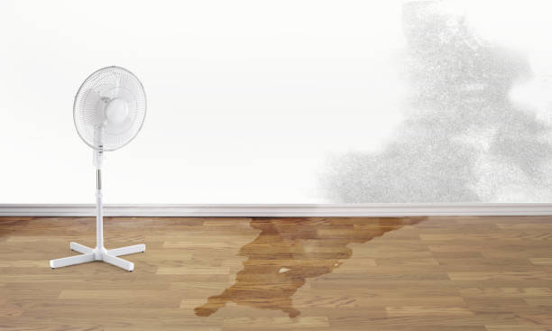 Best Sewage cleanup and water damage restoration  in Jeffersonville, KY